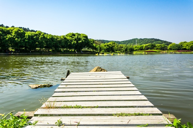 Bezpłatne zdjęcie zielony park