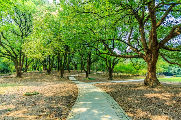 Bezpłatne zdjęcie zielony park