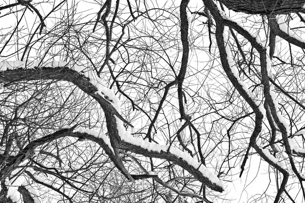 Zima drzewa koncepcyjnego obrazu.