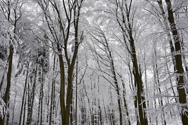 Zima krajobraz - mroźni drzewa w lesie. Przyroda pokryta śniegiem. Piękne sezonowe naturalne