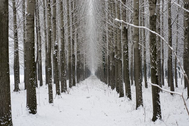 Zimowa aleja z drzewami i śniegiem w Szwajcarii