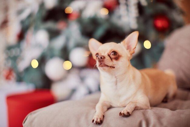 Zimowe dekoracje świąteczne. Ciepłe kolory. Śmieszny małego psa chihuahua