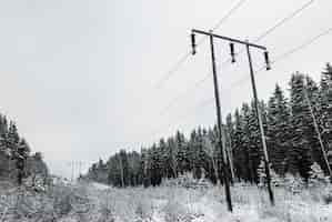 Bezpłatne zdjęcie zimowe ujęcie w skali szarości jodeł i słupów elektroenergetycznych