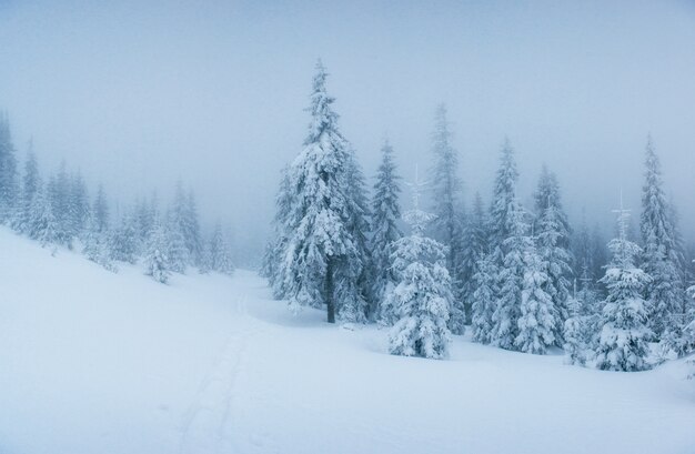 zimowy krajobraz drzew w mróz i mgle.