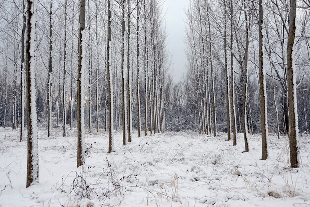 Zimowy krajobraz, drzewa w lesie z rzędu pokrywają się śniegiem