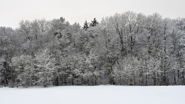 Zimowy krajobraz - mroźne drzewa. Natura ze śniegiem. Piękne sezonowe naturalne tło.