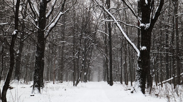 Zimowy krajobraz. śnieżny szlak w parku miejskim. pokryte śniegiem drzewa w zimowym lesie z drogą.