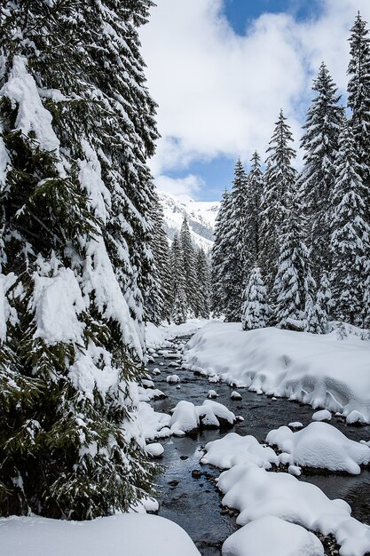 Zimowy krajobraz w słoneczny dzień na tle gór sosnowego lasu i śniegu