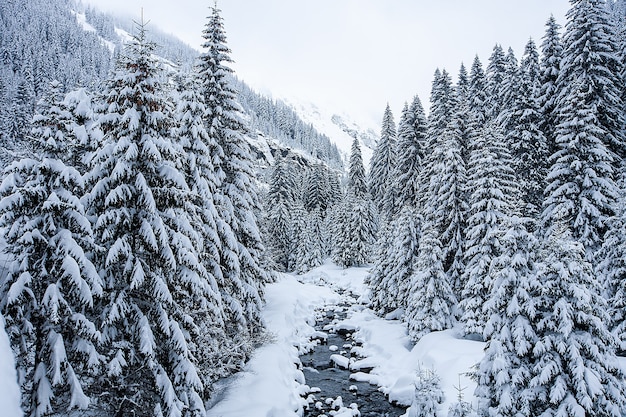 Zimowy krajobraz z pokrytymi śniegiem drzewami i wspaniałym widokiem