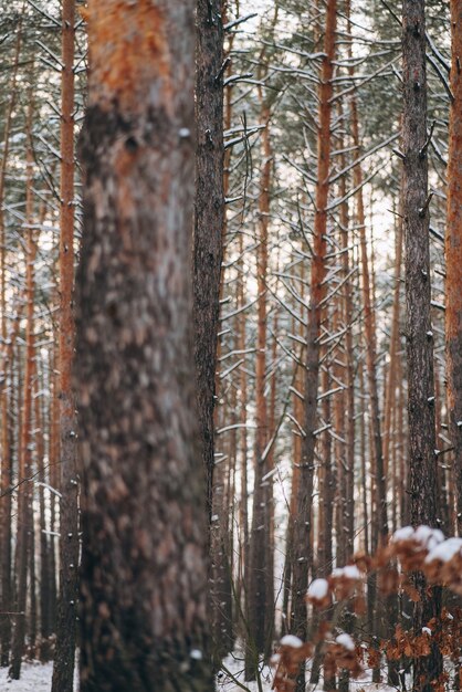 Zimowy las ze śniegiem na drzewach i podłodze