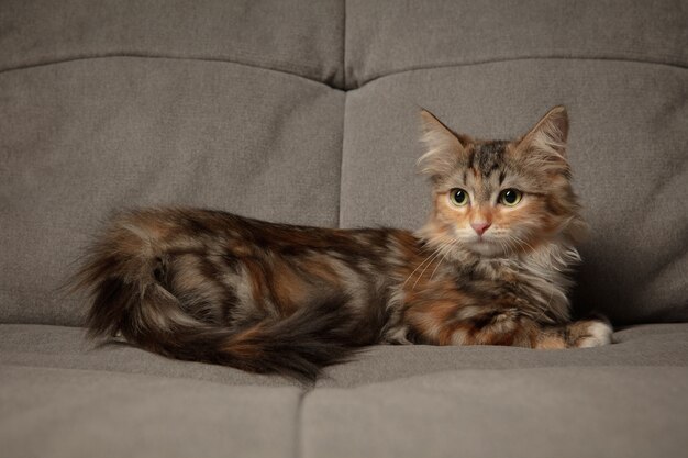 Zimowy nastrój. Śliczny kociak kota syberyjskiego siedzący na sofie przykryty brązowym kocem.