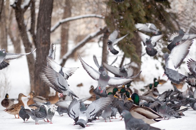 Zimowy portret kaczki w zimowym parku publicznym. ptaki kaczki stoją lub siedzą na śniegu. migracja ptaków. kaczki i gołębie w parku czekają na jedzenie od ludzi.