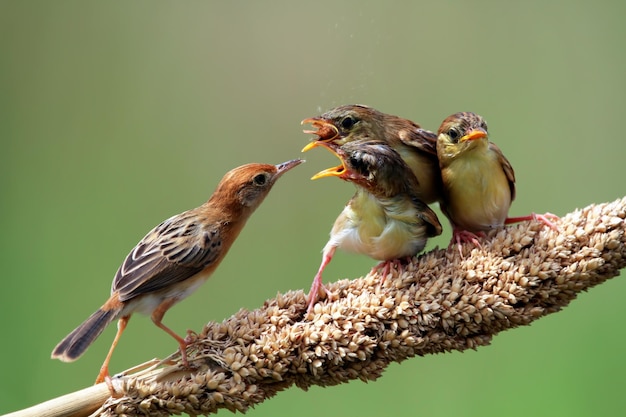 Zitting ptak Cisticola na gałęzi