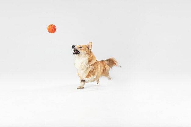 Złap ten moment. Welsh corgi pembroke szczeniak w ruchu. Ładny puszysty piesek lub zwierzę bawi się na białym tle. Zdjęcia studyjne. Spacja w negatywie, aby wstawić tekst lub obraz.