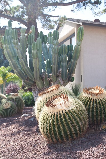 Złota piłka w kaktusowym ogrodzie