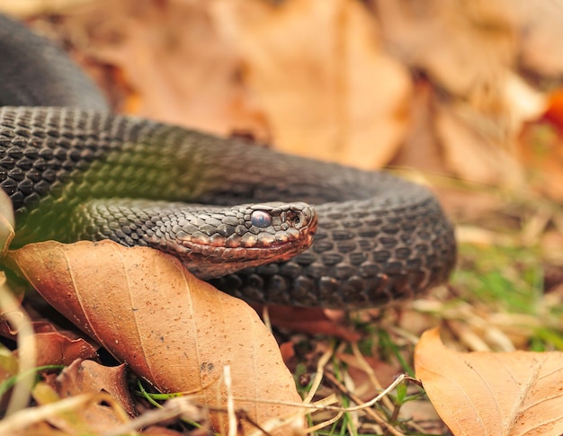 Żmija Zwyczajna, Vipera Berus