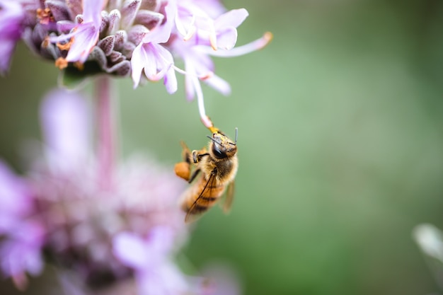 Żółta pszczoła przylegająca do fioletowych płatków kwiatów
