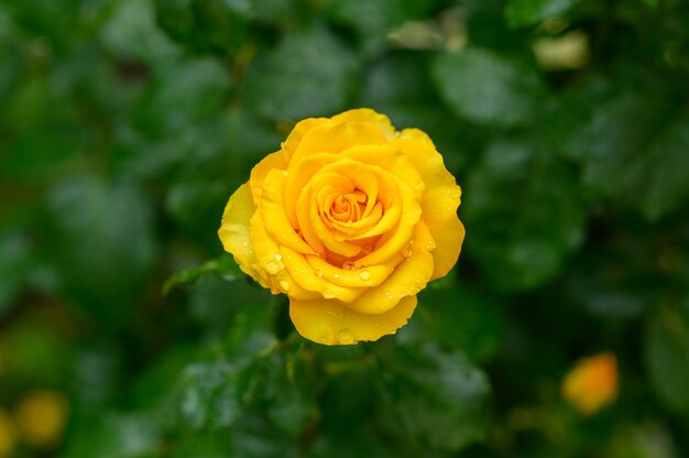Żółta róża z kroplami wody