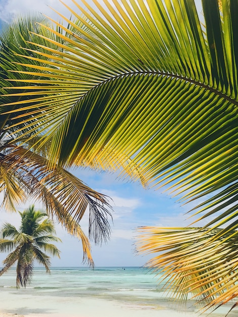 Żółte i zielone liście palm na złotej plaży