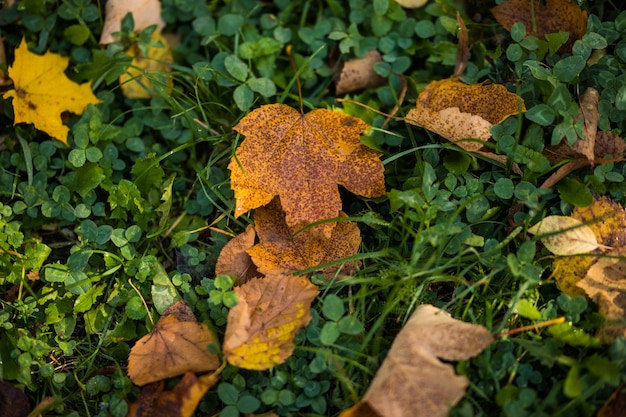 Żółte jesienne liście klonu na zielonej trawie. Sezon jesienny.
