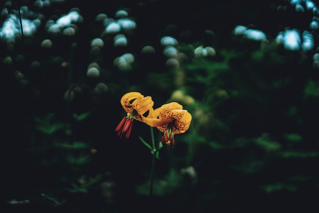 Żółte kwiaty lilii