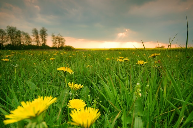 Żółte kwiaty między trawie