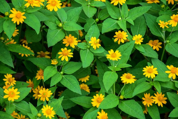 Żółte kwiaty między zielony liść