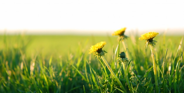 Bezpłatne zdjęcie Żółte kwiaty w polu