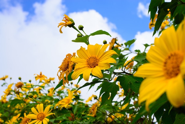 Żółte kwiaty z nieba tle