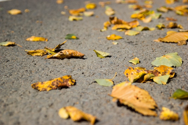Żółte opadłe liście na asfalcie złota jesienna ulica pogoda w ostatni słoneczny dzień