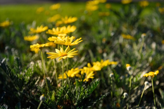 Żółte zbliżenie kwiatów (Euryops pectinatus)