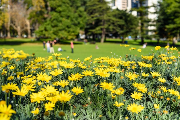 Żółte zbliżenie kwiatów (Euryops pectinatus)