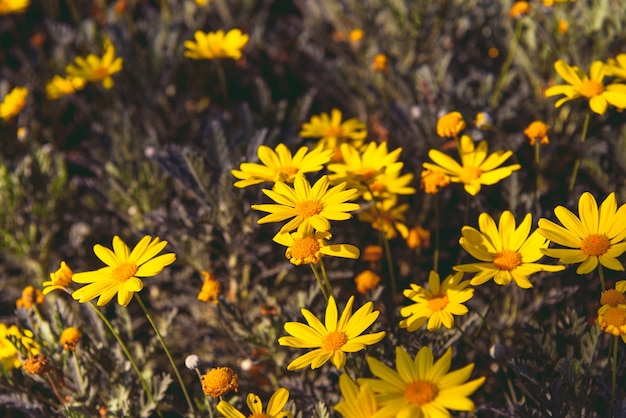 Żółte zbliżenie kwiatów (Euryops pectinatus)