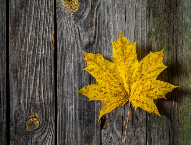 Żółty jesienny liść na starej drewnianej powierzchni