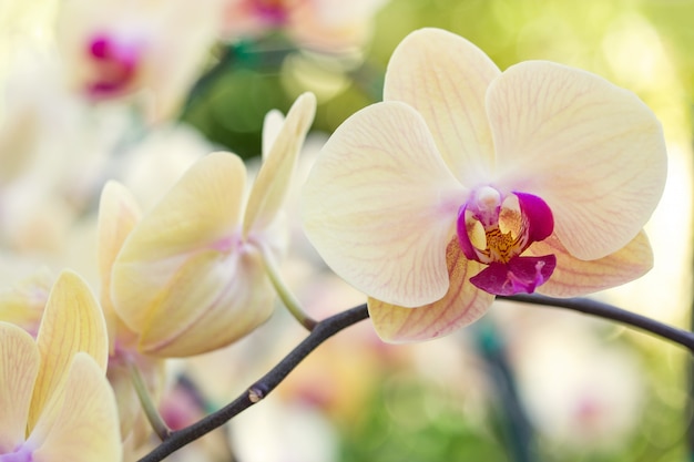 Żółty kwiat orchidei phalaenopsis