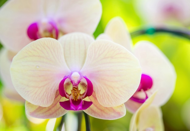 Żółty kwiat orchidei phalaenopsis