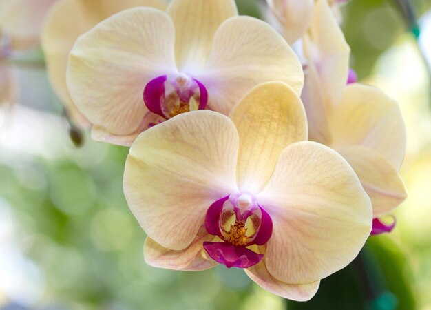 Żółty kwiat orchidei phalaenopsis