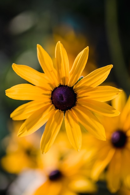 Bezpłatne zdjęcie Żółty kwiat w soczewce z funkcją tilt shift