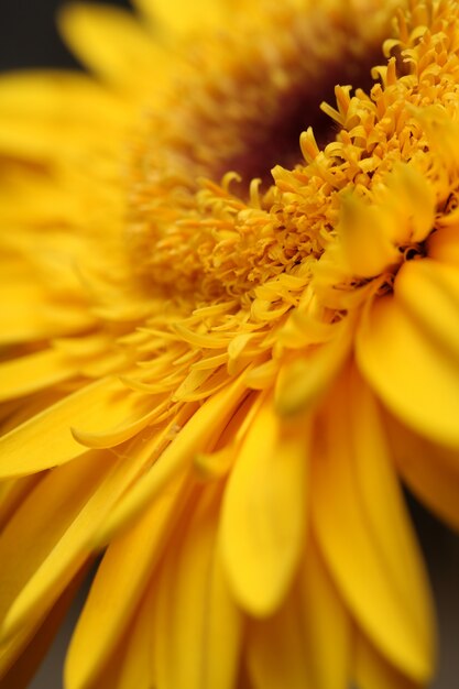 Żółty kwiat z bliska