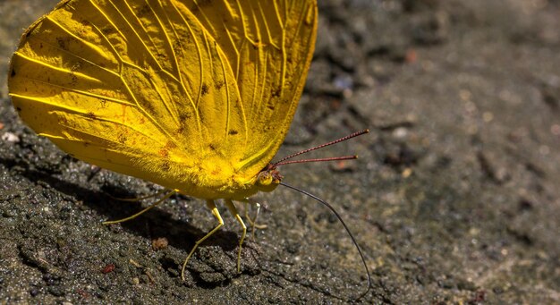 Żółty motyl na ziemi