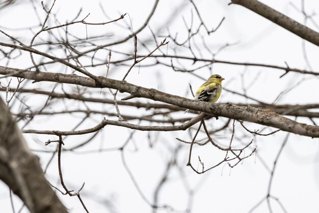 Żółty ptak na gałęzi drzewa z niewyraźnym tłem