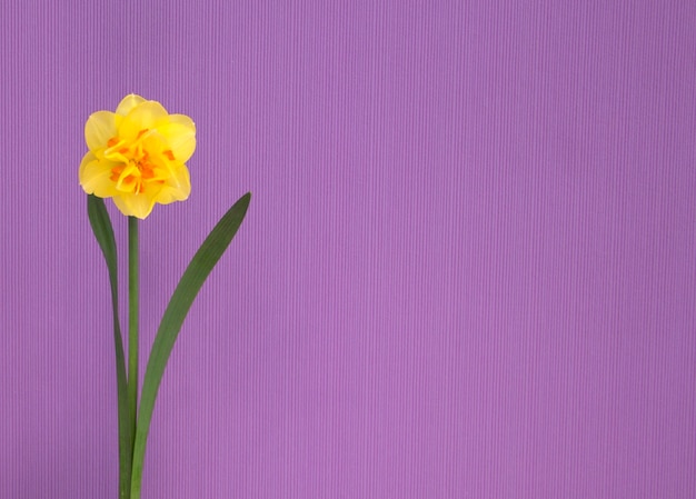 Żółty żonkil na fioletowym tle. wiosenne kwiaty.