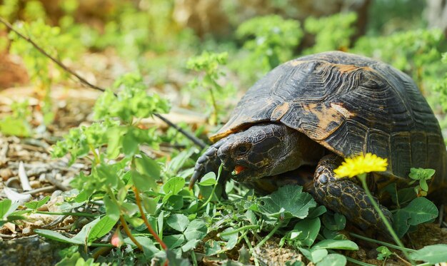 Żółw zjada trawę na trawniku obok kwitnącej wiosny mniszka lekarskiego na wybrzeżu Morza Egejskiego dzikie zwierzęta w ekosystemie miast