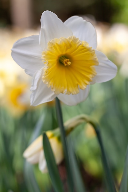 Żonkil biały z żółtym środkiem kwitnącym wiosną