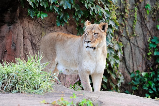 Bezpłatne zdjęcie zoo w chicago