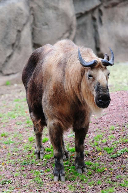 Bezpłatne zdjęcie zoo w chicago