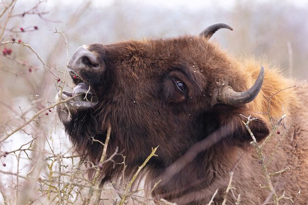 Żubr w pięknym białym lesie zimą Bison bonasus