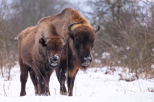 Żubr w pięknym białym lesie zimą Bison bonasus