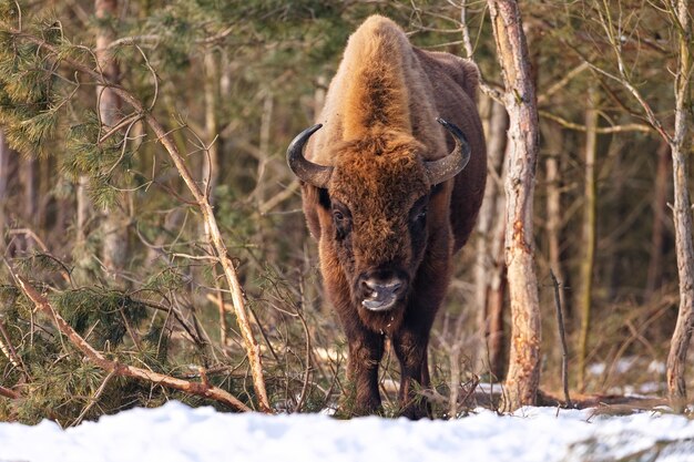 Żubr w pięknym białym lesie zimą Bison bonasus