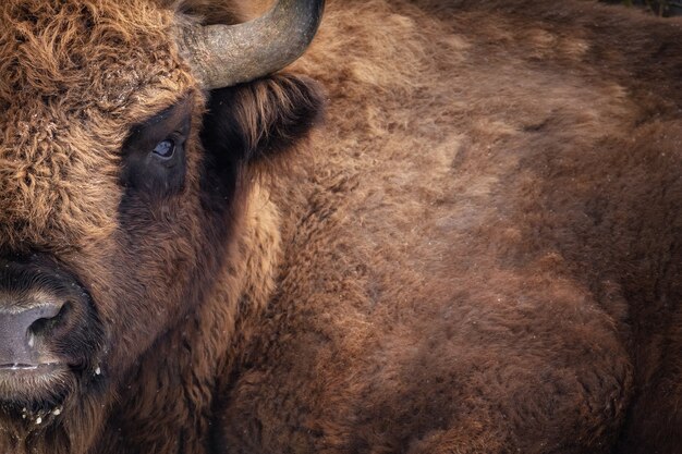 Żubr w pięknym białym lesie zimą Bison bonasus